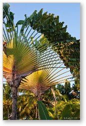 License: Fan palm trees