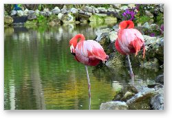 License: Flamingos
