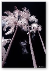 License: Infrared Palm Trees