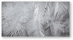 License: Infrared Palm Abstract