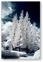 License: Four Tropical Pines Infrared