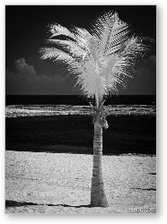 License: Single Palm Tree in Infrared