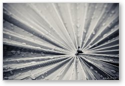 License: Palm leaf abstract in black and white