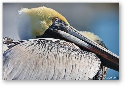 License: Brown Pelican
