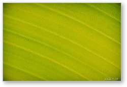 License: Palm leaf abstract