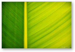 License: Palm leaf macro abstract