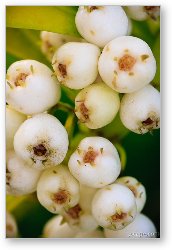 License: White berries macro