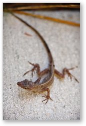 License: Brown anole