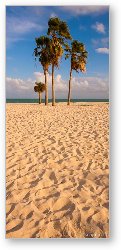 License: Palm trees at Sombrero Beach, Marathon Key