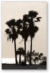 License: Palm tree silhouette, Sombrero Beach, Marathon Key