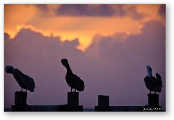 License: Pelicans at sunrise