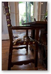 License: Six toed cat at the Ernest Hemingway home