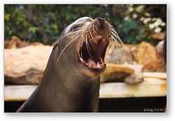 License: California Sea Lion