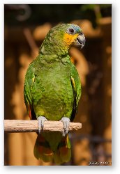 License: Orange-winged Amazon Parrot