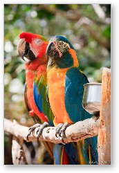 License: Macaw Parrots