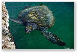 License: Leatherback Sea Turtle