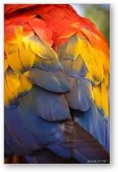 License: Macaw Parrot Plumes