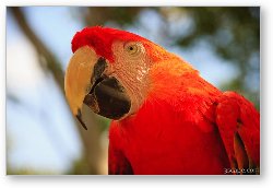 License: Scarlet Macaw Parrot