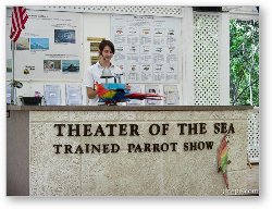 License: Theater of the Sea - Parrot Show