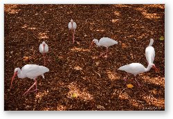 License: White Ibis birds hovering for scraps