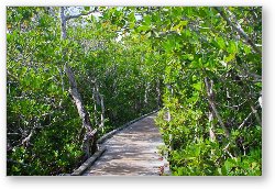 License: Mangrove boardwalk in John Pennekamp State Park