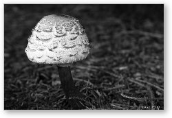 License: Mushroom