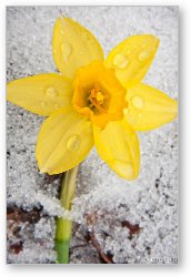 License: Daffodil in Spring Snow