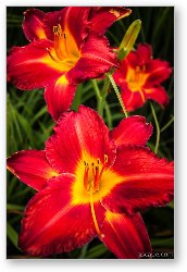 License: Day Lilies