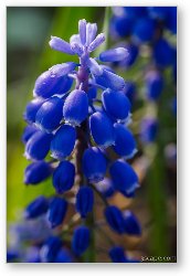 License: Grape Hyacinth