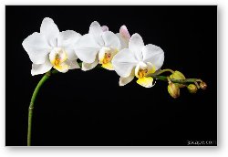 License: White Orchids
