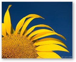 License: Sunflower