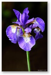 License: Sinlge purple Iris