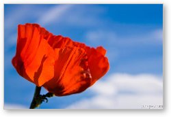 License: Bright red poppy against blue sky