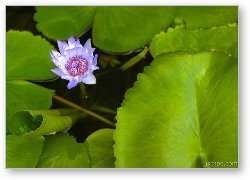 License: Lotus Flower and Lily Pad