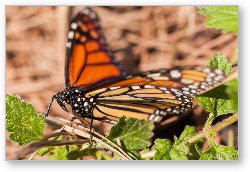 License: Monarch Butterfly