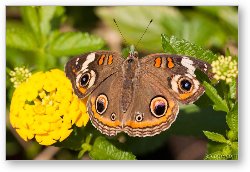License: Common Buckeye Butterfly
