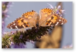 License: Painted Lady Butterfly