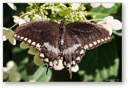 License: Spicebush Swallowtail Butterfly