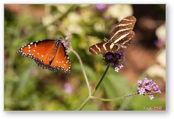 License: Queen and Zebra Longwing Butterflies