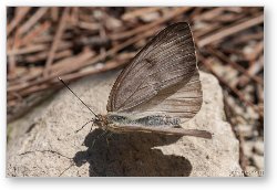 License: Great Southern White Butterfly