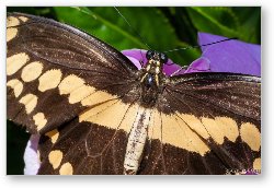 License: Giant Swallowtail Butterfly