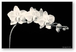 License: White Orchids Black & White