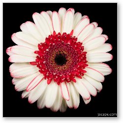 License: White and Red Gerbera Daisy