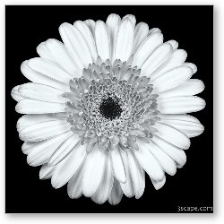 License: Gerbera Daisy Black & White