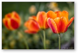 License: Spring Tulips