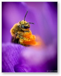 License: Honeybee Pollinating Crocus Flower