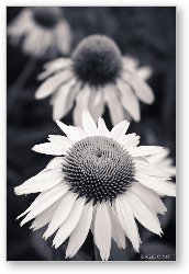 License: White Echinacea Flower or Coneflower