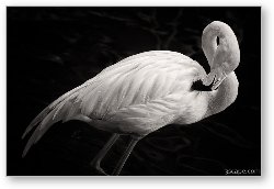 License: Black and White Flamingo