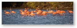 License: Flamingo Panoramic