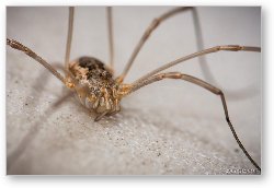 License: Daddy Long Legs Spider